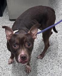 Shelter Stray Female Dog last seen Near BLOCK CONNER ST DETROIT MI 48205, 7401 Chrysler Dr, Detroit, MI 48211, USA