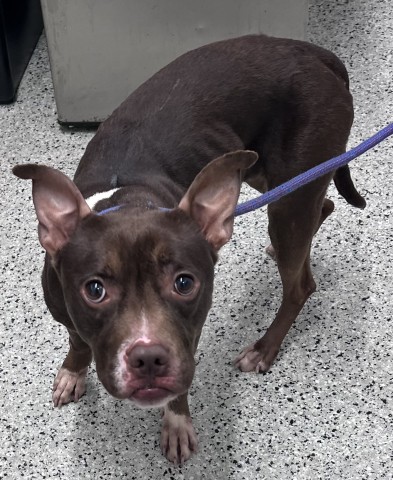 Shelter Stray Female Dog last seen Near BLOCK CONNER ST DETROIT MI 48205, 7401 Chrysler Dr, Detroit, MI 48211, USA