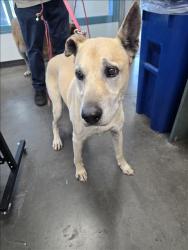 Shelter Stray Male Dog last seen , West Valley Animal Shelter, 20655 Plummer St, Chatsworth, CA 91311, USA