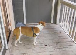 Lost Female Dog last seen Whisky road ! Odell weeks, Aiken, SC 29803