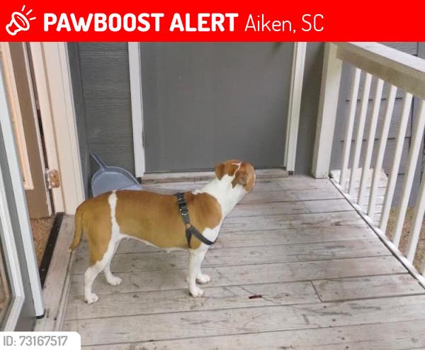 Lost Female Dog last seen Whisky road ! Odell weeks, Aiken, SC 29803