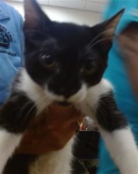 Shelter Stray Male Cat last seen Near BLOCK NW 43 TER, 3599 NW 79th Ave, Doral, FL 33122, USA