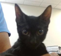 Shelter Stray Male Cat last seen Near BLOCK NW 43 TER, 3599 NW 79th Ave, Doral, FL 33122, USA