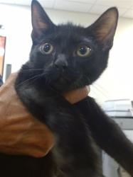 Shelter Stray Female Cat last seen Near BLOCK NW 43 TER, 3599 NW 79th Ave, Doral, FL 33122, USA