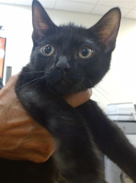 Shelter Stray Female Cat last seen Near BLOCK NW 43 TER, 3599 NW 79th Ave, Doral, FL 33122, USA