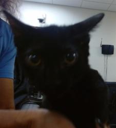 Shelter Stray Male Cat last seen Near BLOCK NW 43 TER, 3599 NW 79th Ave, Doral, FL 33122, USA