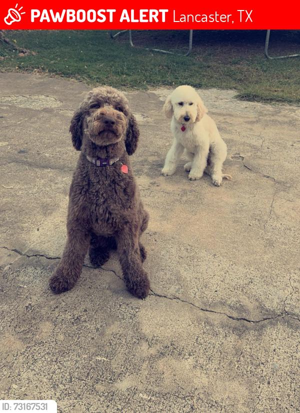 Lost Female Dog last seen Near ash ln, Lancaster, TX 75146