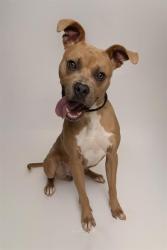 Shelter Stray Male Dog last seen CHARLOTTE, 8315 Byrum Dr, Charlotte, NC 28217, USA