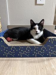 Shelter Stray Male Cat last seen CHARLOTTE, 8315 Byrum Dr, Charlotte, NC 28217, USA