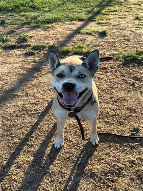 Shelter Stray Female Dog last seen Near BLOCK CYRPRESS ST, 3528 Newburg Rd, Louisville, KY 40218, USA