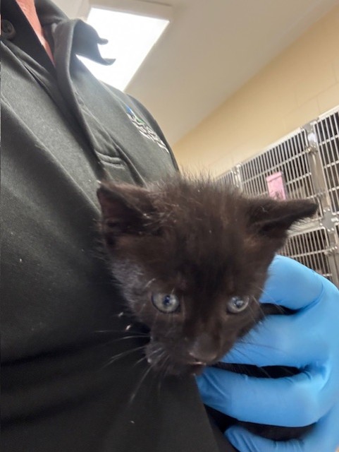 Shelter Stray Male Cat last seen , 232 Eslinger Way, Sanford, FL 32773, USA