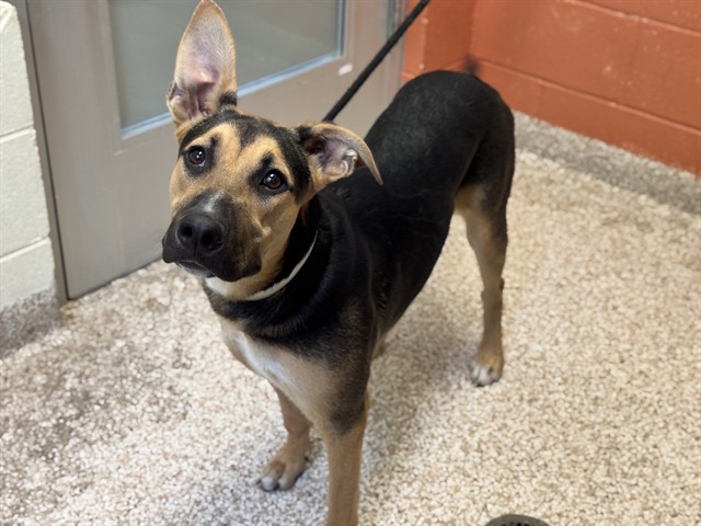 Shelter Stray Female Dog last seen Near BLOCK ELM ST, PUEBLO CO 81004, 4600 Eagleridge Pl, Pueblo, CO 81008, USA