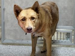 Shelter Stray Female Dog last seen Near BLOCK E 1ST ST, PUEBLO CO 81001, 4600 Eagleridge Pl, Pueblo, CO 81008, USA