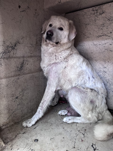 Shelter Stray Female Dog last seen Near BLOCK S PHILLIPS AVE, 2811 SE 29th St, Oklahoma City, OK 73129, USA