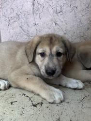 Shelter Stray Unknown Dog last seen Near BLOCK S PHILLIPS AVE, 2811 SE 29th St, Oklahoma City, OK 73129, USA