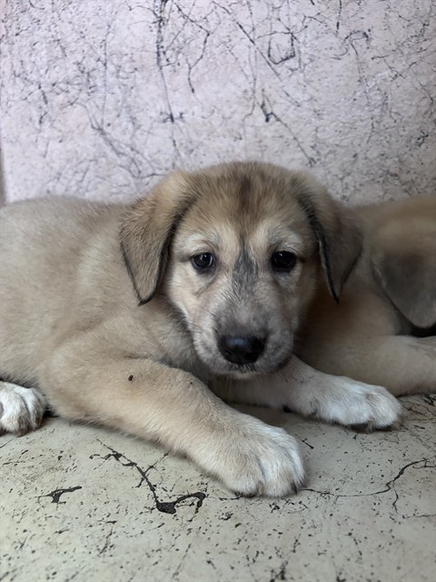 Shelter Stray Unknown Dog last seen Near BLOCK S PHILLIPS AVE, 2811 SE 29th St, Oklahoma City, OK 73129, USA