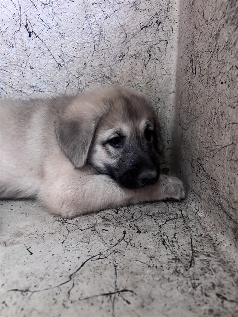Shelter Stray Unknown Dog last seen Near BLOCK S PHILLIPS AVE, 2811 SE 29th St, Oklahoma City, OK 73129, USA