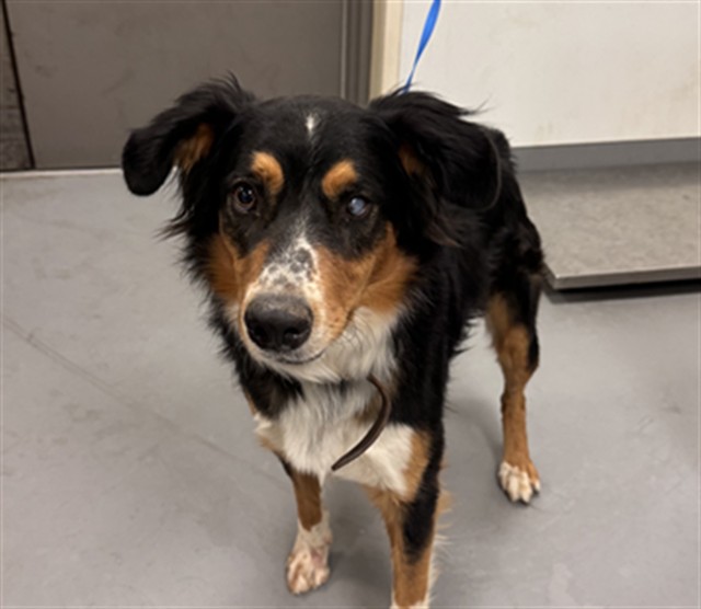 Shelter Stray Male Dog last seen Near BLOCK RUTH LN, HOMELAND, CA, 581 S Grand Ave, San Jacinto, CA 92582, USA