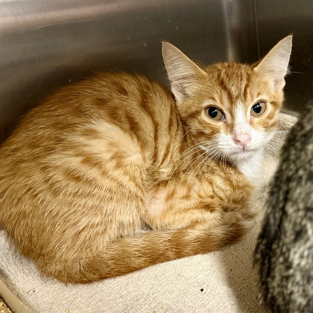 Shelter Stray Male Cat last seen NORTH LAKE FLEA MARKET US 441 FRUITLAND PARK, 12280 County Rd 448, Tavares, FL 32778, USA