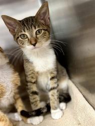 Shelter Stray Female Cat last seen NORTH LAKE FLEA MARKET US 441 FRUITLAND PARK, 12280 County Rd 448, Tavares, FL 32778, USA