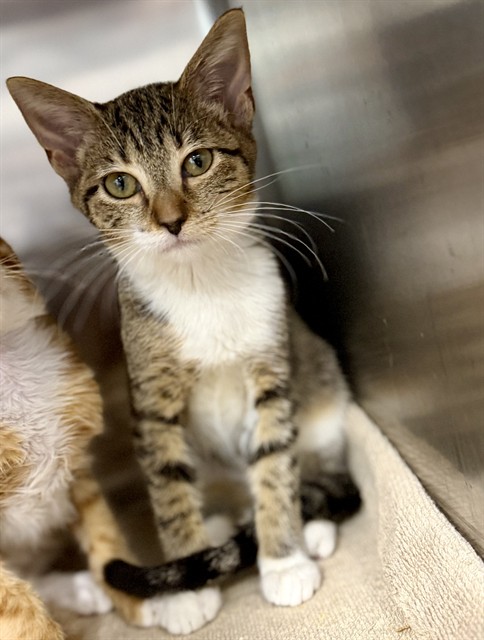 Shelter Stray Female Cat last seen NORTH LAKE FLEA MARKET US 441 FRUITLAND PARK, 12280 County Rd 448, Tavares, FL 32778, USA