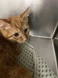 Shelter Stray Male Cat last seen Near BLOCK STONEY CT, FAYETTEVILLE NC 28306, 4704 Corporation Dr, Fayetteville, NC 28306, USA