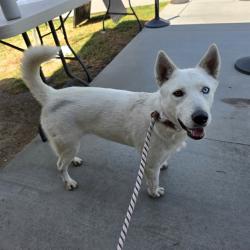 Shelter Stray Female Dog last seen Near BLK E ANAHEIM ST LONG BEACH CA 90813, 7700 E Spring St, Long Beach, CA 90815, USA
