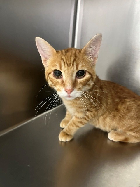 Shelter Stray Male Cat last seen Near BLOCK STONEY CT, FAYETTEVILLE NC 28306, 4704 Corporation Dr, Fayetteville, NC 28306, USA