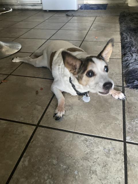Shelter Stray Male Dog last seen Near BLK W BROADWAY, LONG BEACH, CA 90802, 7700 E Spring St, Long Beach, CA 90815, USA