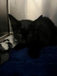 Shelter Stray Female Cat last seen Near BLOCK STONEY CT, FAYETTEVILLE NC 28306, 4704 Corporation Dr, Fayetteville, NC 28306, USA