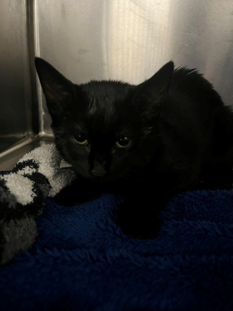 Shelter Stray Female Cat last seen Near BLOCK STONEY CT, FAYETTEVILLE NC 28306, 4704 Corporation Dr, Fayetteville, NC 28306, USA