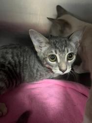 Shelter Stray Male Cat last seen , 4704 Corporation Dr, Fayetteville, NC 28306, USA