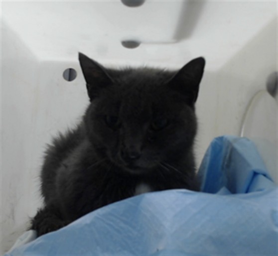 Shelter Stray Female Cat last seen Near BLOCK MEMORY ST, FAYETTEVILLE NC 28304, 4704 Corporation Dr, Fayetteville, NC 28306, USA
