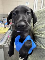 Shelter Stray Female Dog last seen , 655 N Mojave Rd, Las Vegas, NV 89101, USA