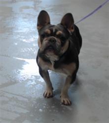 Shelter Stray Female Dog last seen Near WHITFIELD ST, FAYETTEVILLE NC 28306, 4704 Corporation Dr, Fayetteville, NC 28306, USA