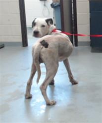 Shelter Stray Male Dog last seen Near BLOCK ELLIS JACKSON RD, FAYETTEVILLE NC 28306, 4704 Corporation Dr, Fayetteville, NC 28306, USA