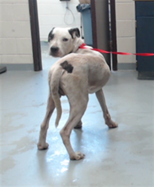 Shelter Stray Male Dog last seen Near BLOCK ELLIS JACKSON RD, FAYETTEVILLE NC 28306, 4704 Corporation Dr, Fayetteville, NC 28306, USA