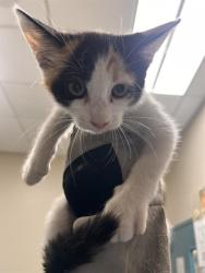 Shelter Stray Female Cat last seen Near BLK OF SANDY LANE, 655 N Mojave Rd, Las Vegas, NV 89101, USA