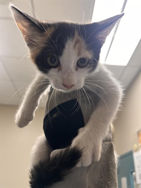 Shelter Stray Female Cat last seen Near BLK OF SANDY LANE, 655 N Mojave Rd, Las Vegas, NV 89101, USA