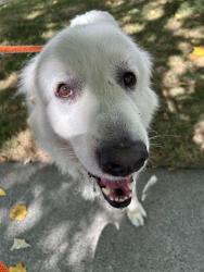 Shelter Stray Male Dog last seen Near BLOCK 264TH AVE SE, ENUMCLAW WA 98022, 21615 64th Ave S, Kent, WA 98032, USA