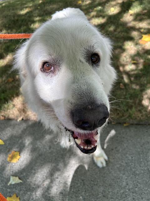 Shelter Stray Male Dog last seen Near BLOCK 264TH AVE SE, ENUMCLAW WA 98022, 21615 64th Ave S, Kent, WA 98032, USA