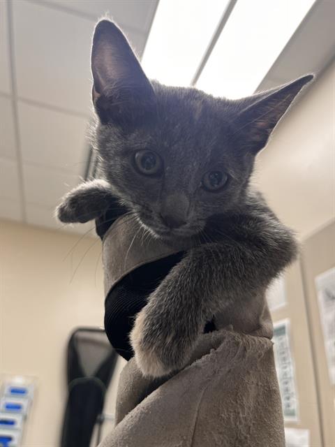 Shelter Stray Female Cat last seen Near BLK OF SANDY LANE, 655 N Mojave Rd, Las Vegas, NV 89101, USA