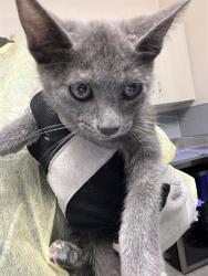 Shelter Stray Female Cat last seen Near BLK OF SANDY LANE, 655 N Mojave Rd, Las Vegas, NV 89101, USA