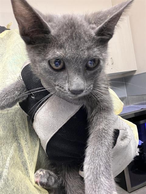 Shelter Stray Female Cat last seen Near BLK OF SANDY LANE, 655 N Mojave Rd, Las Vegas, NV 89101, USA