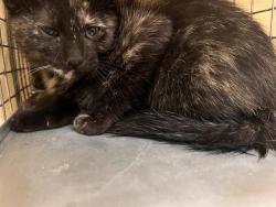Shelter Stray Female Cat last seen Near BLK OF SANDY LANE, 655 N Mojave Rd, Las Vegas, NV 89101, USA