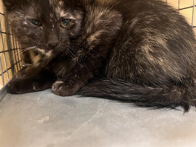 Shelter Stray Female Cat last seen Near BLK OF SANDY LANE, 655 N Mojave Rd, Las Vegas, NV 89101, USA
