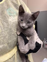 Shelter Stray Male Cat last seen Near BLK OF SANDY LANE, 655 N Mojave Rd, Las Vegas, NV 89101, USA