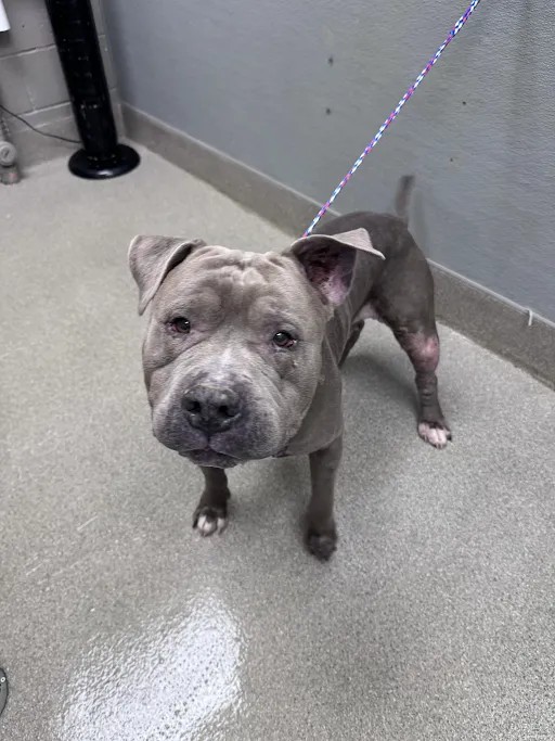Shelter Stray Male Dog last seen E BONANZA RD & MARION DR, 655 N Mojave Rd, Las Vegas, NV 89101, USA