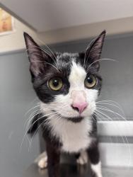 Shelter Stray Unknown Cat last seen Near BLOCK ALCOTT AVE, LAS VEGAS NV 89142, 655 N Mojave Rd, Las Vegas, NV 89101, USA