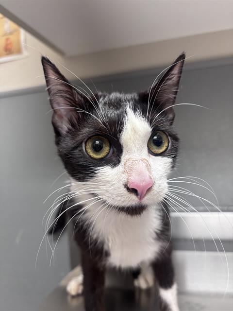 Shelter Stray Female Cat last seen Near BLOCK ALCOTT AVE, LAS VEGAS NV 89142, 655 N Mojave Rd, Las Vegas, NV 89101, USA